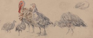 七面鳥の研究 作： David Cox